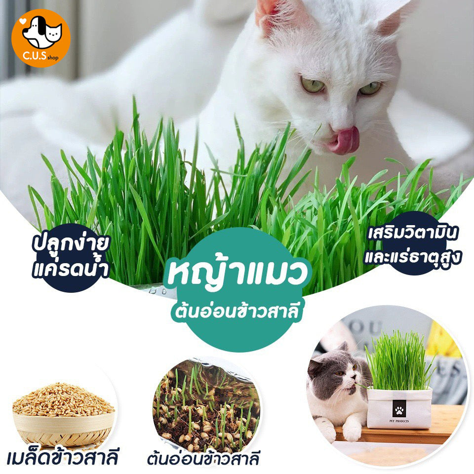 หญ้าแมว