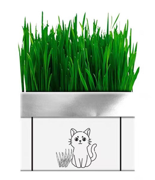 หญ้าแมว