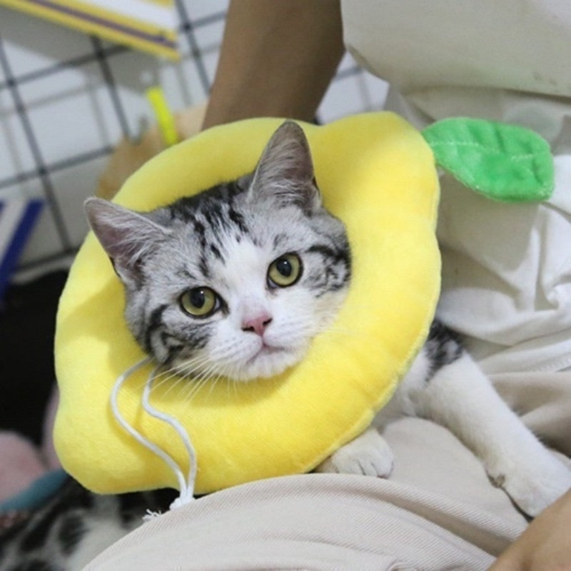 คอลล่า